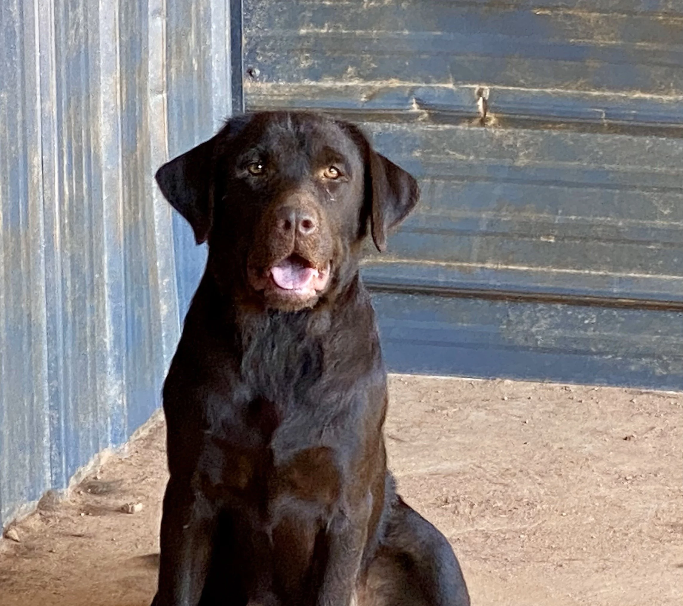 The Girls — Heatherdowns Labradors, Ltd